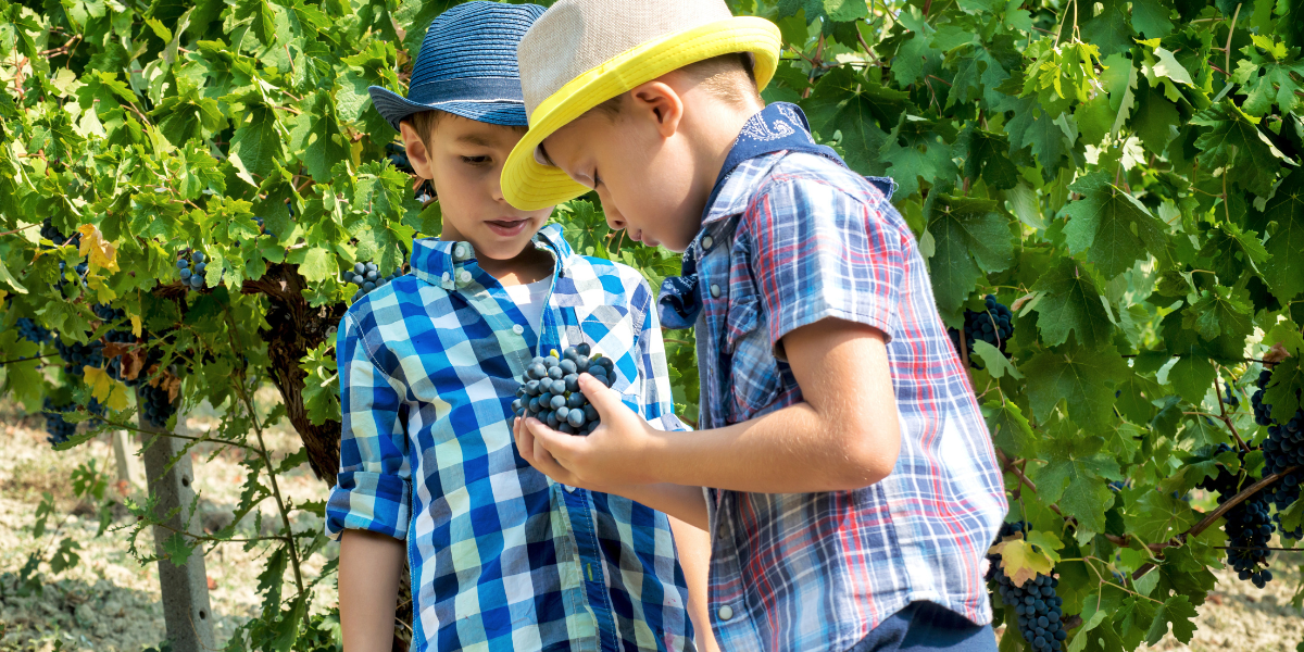 Bambini in cantina: come gestire le visite enoturistiche in modo sereno per tutti!