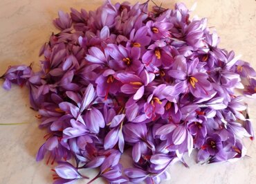 le strade del gusto_fiori dello zafferano.jpeg le strade del gusto_fiori dello zafferano.jpeg