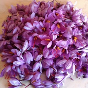 Le strade del gusto_Lo zafferano