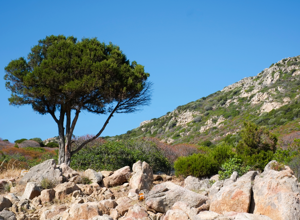 Sardinia Landscapes and Authentic Food Traditions