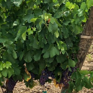 d727b308-3319-4a1f-ab31-4bf3dde98a5b