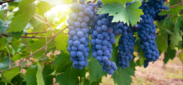 Cin Cin Cannonau, l'evento itinerante dedicato all'importante vitigno Cin Cin Cannonau, l'evento itinerante dedicato all'importante vitigno