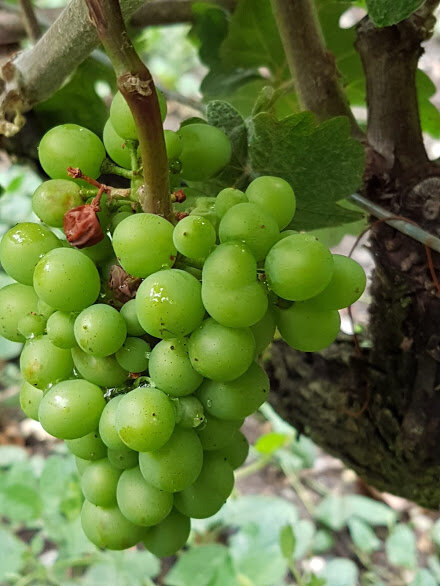 Nasce Futuro e Vino ad Orvieto