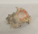 conchiglia-chicoreus-ramosus