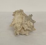 conchiglia-chicoreus-ramosus