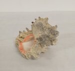 conchiglia-chicoreus-ramosus