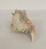 conchiglia-chicoreus-ramosus