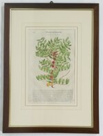 pietro-andrea-mattioli-lentisco-1568