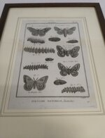 pietro-scattaglia-incisione