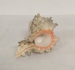 conchiglia-chicoreus-ramosus