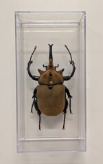 megasoma-elephas-de-agostini-editore