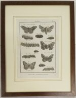 pietro-scattaglia-incisione