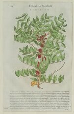 pietro-andrea-mattioli-lentisco-1568