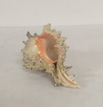 conchiglia-chicoreus-ramosus