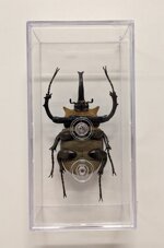 megasoma-elephas-de-agostini-editore