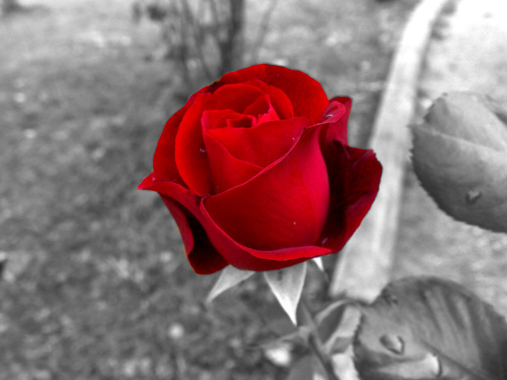 La Donna va amata e tutelata ogni giorno