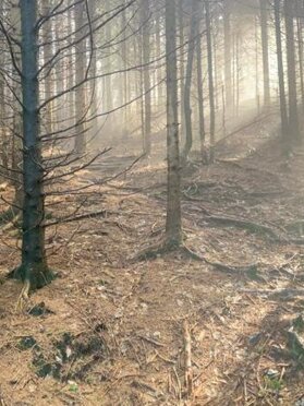 Bosco A. Scuor