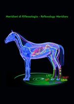 stable-boots-posteriori-magneto-terapeutiche-air-codice-articolo-za2715t