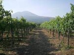 pompei-and-wine-test