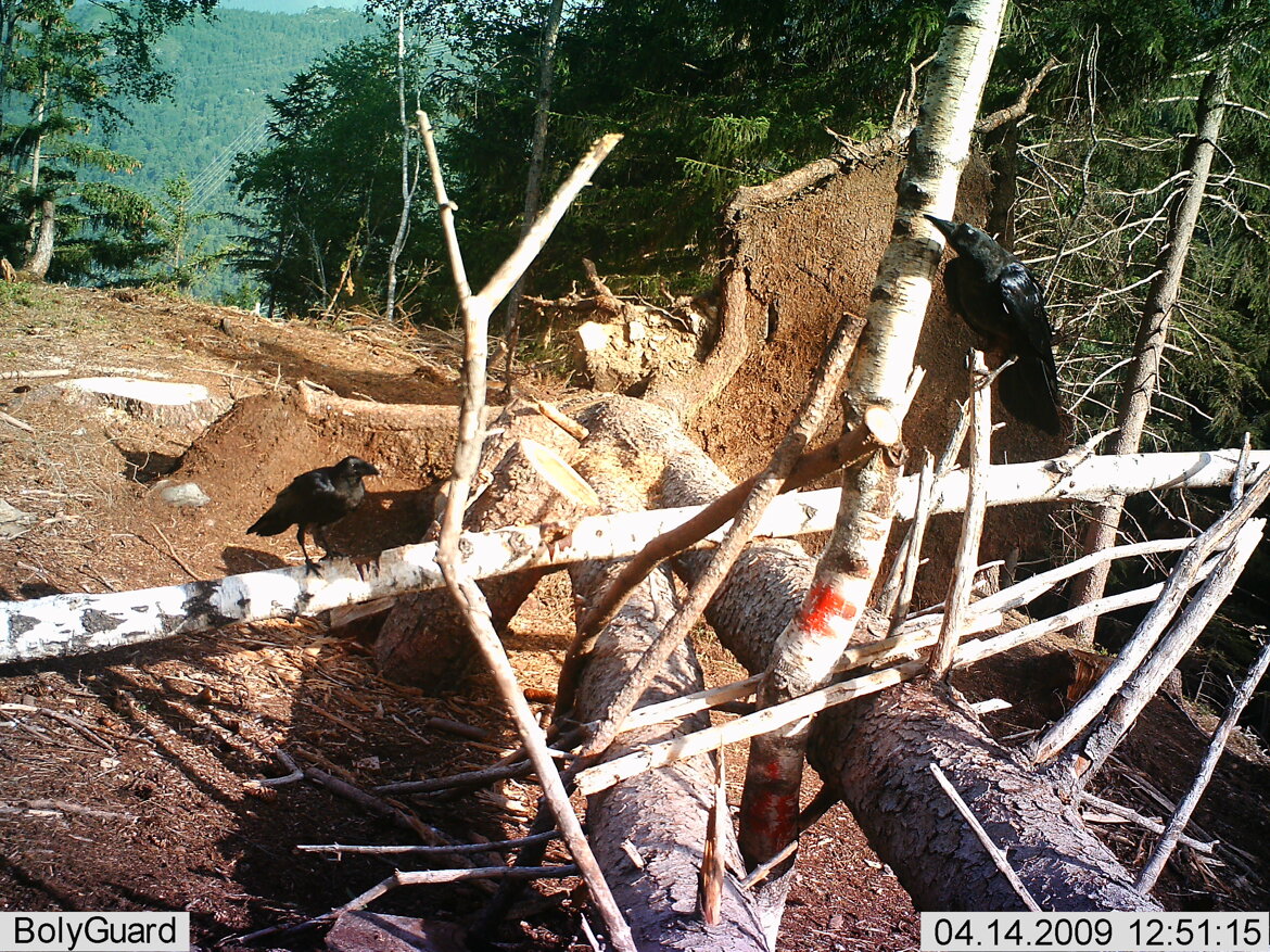 Corvo imperiale - Corvus corax Corvo imperiale - Corvus corax