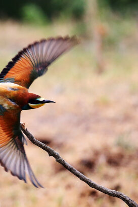 Lorenzo Marchetti Gruccione