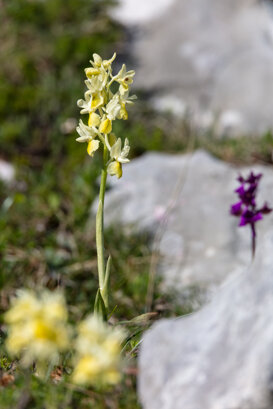 Orchis pauciflora - Lepini Mountains Photo by Armando Pezzarossa