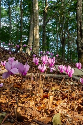 Photo by Armando Pezzarossa