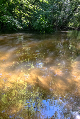 Ticino Park, Besate 2020 Fuji xt2 + 10-24 1/30 f/9 ISO 400