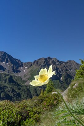 Photo by Armando Pezzarossa