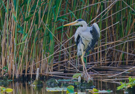 Grey Heron - Ueno park Tokyo Nikon D500 + Nikkor 300 mm + 1/4X 1/2000 f5.6 ISO 800 (handheld)