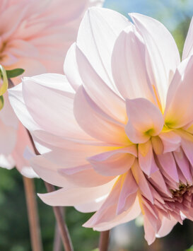 DALIA Philippines Nikon D500 - sigma 17/70 F2.8-4 - iso 400 F10 - 1/1250 sec.