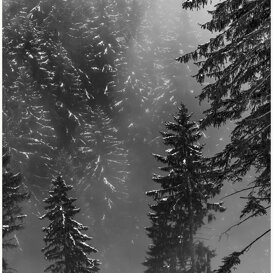 Photo by Armando Pezzarossa Adamas - Adamello Park