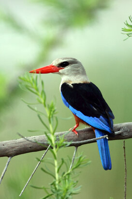 Lorenzo Marchetti - Grey-headed kingfisher Kenya