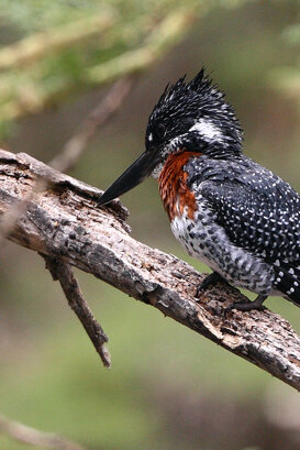 Lorenzo Marchetti - Giant kingfisher Kenya