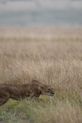 Lioness - Panthera leo massaicus Ready to attack, Masai Mara Kenya 2018