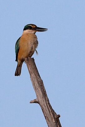 Australia - Sacred kingfisher Photo by Lorenzo Marchetti