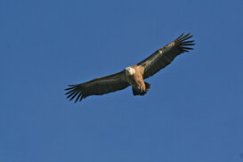 Griffon vulture - Gyps fulvus - Spain