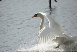 Gianpiero Iacobucci Mute swan - Cygnus olor - Lake Fogliano - Latina