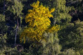 Armando Pezzarossa Laburnum in bloom - Laburnum anagyroides - Val Malga Adamello Lombardo Regional Park
