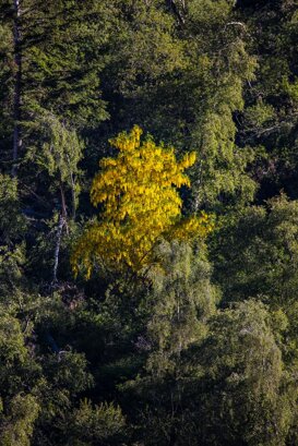 Armando Pezzarossa Laburnum in bloom - Laburnum anagyroides - Val Malga Adamello Lombardo Regional Park