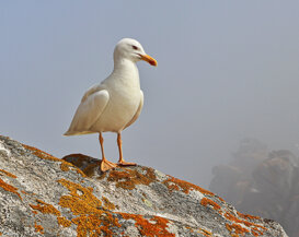 Photo by Gianni Alberti