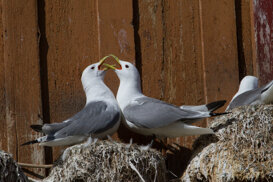 Norway: kittiwakes, Varangen fjord