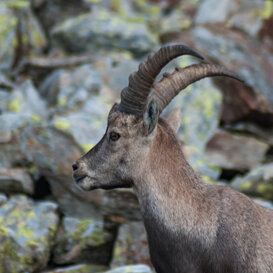 Ibex - Capra ibex - Orobie Bergamasche Photo by Luca Di Pinto