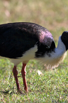 Australia - Straw-necked Ibis Photo by Lorenzo Marchetti