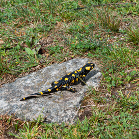 Photo by Luca Di Pinto Spotted salamander - Salamandra salamandra