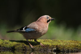 Jay - Garrulus glandarius - Hungary