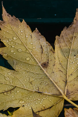 Photo by Dino Topa Autumn leaf macro - Milan 2020 - Nikon D500 Sigma105 macro- f/13 - 1/400 ISO 400 handheld
