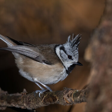 Cincia dal ciuffo Cincia dal ciuffo