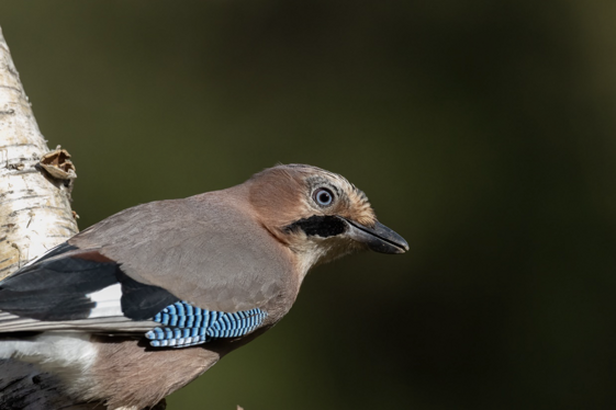 627ff895-7fb1-4541-9a44-8d2a0a185fa6 627ff895-7fb1-4541-9a44-8d2a0a185fa6