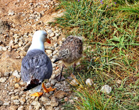 Photo by Gianni Alberti